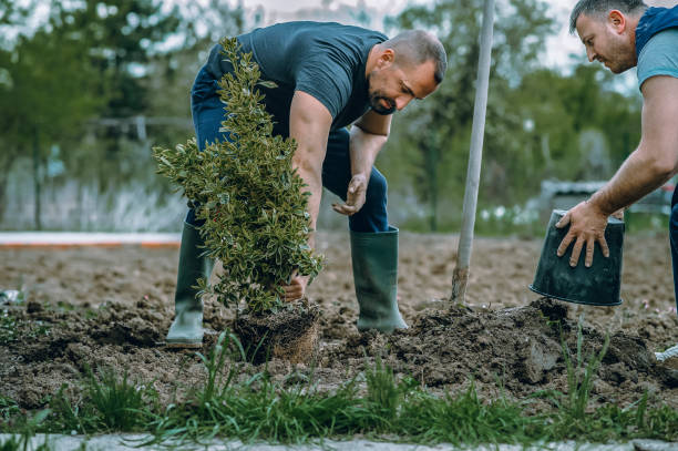 Tree Service Company in Winston Salem, NC